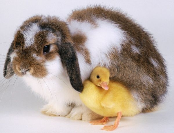 When Is It Safe To Introduce Rabbits To Ducks