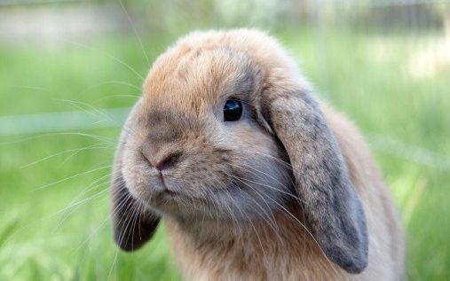Why Do Some Rabbits Have Longer Ears Than Others