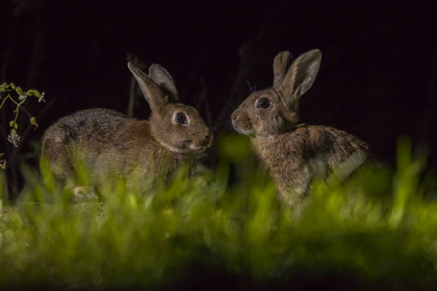 Why Mother Rabbits Stay With Their Babies At Night