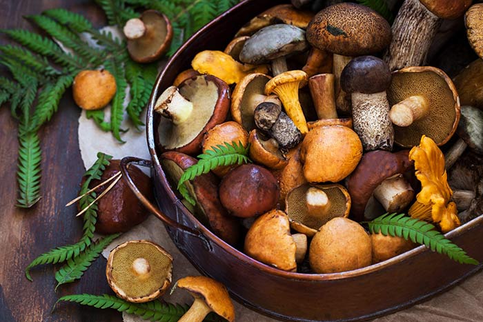 Why Mushrooms Are Controversial 