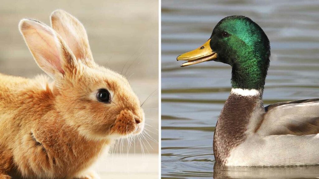 Why Should Rabbits And Ducks Not Live Together