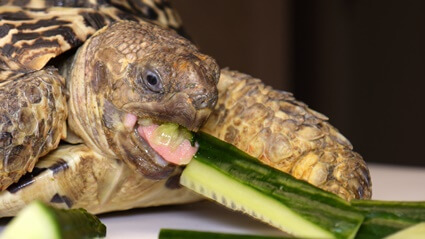 Are Cucumbers Safe For Sulcata Tortoises To Eat Daily