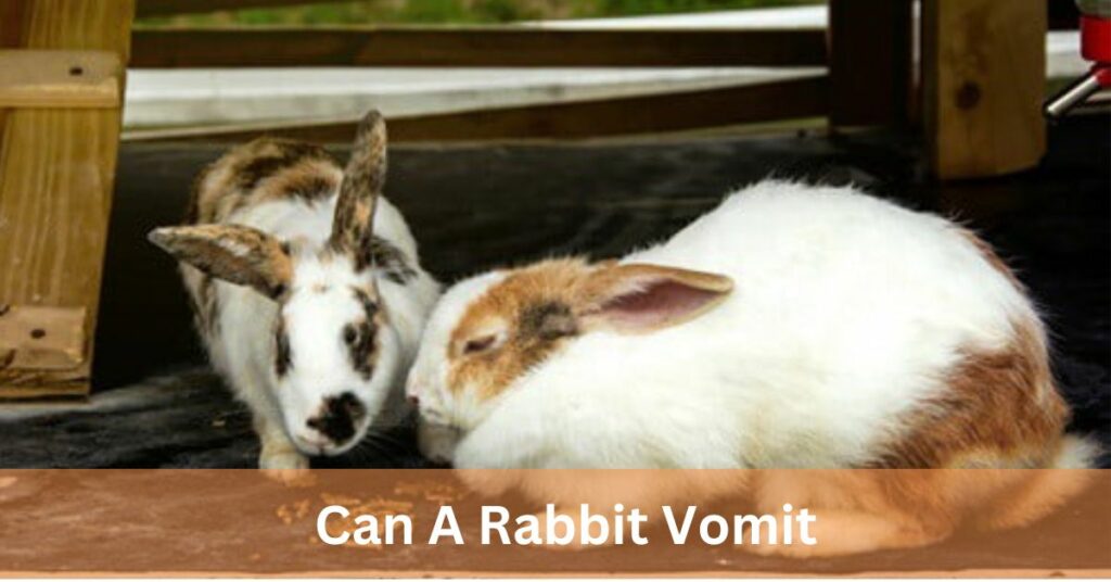 Can A Rabbit Vomit