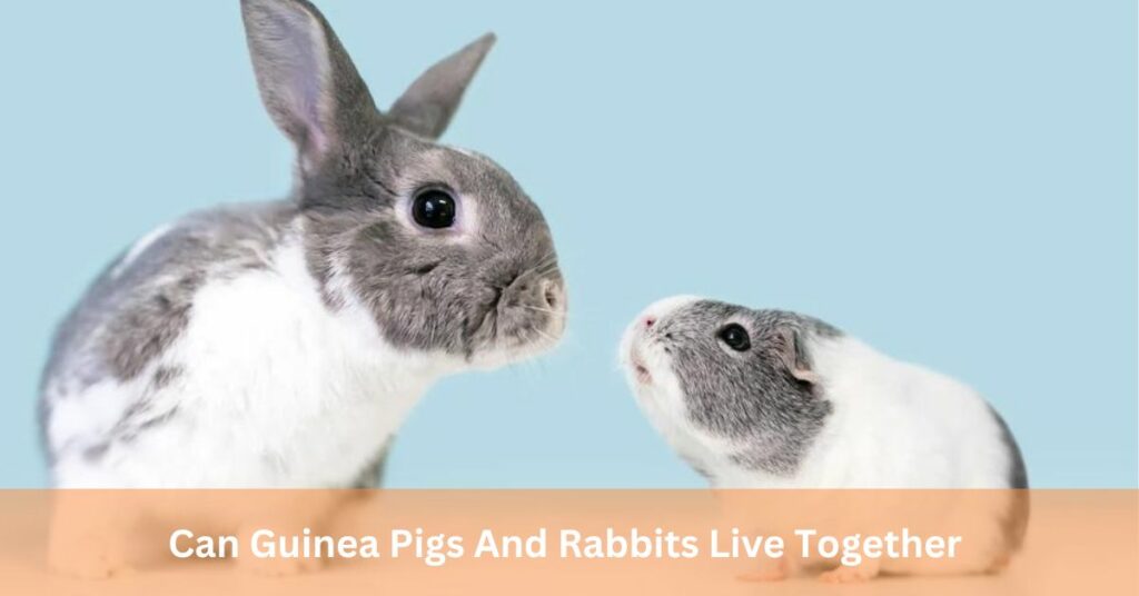 Can Guinea Pigs And Rabbits Live Together