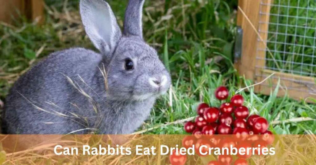 Can Rabbits Eat Dried Cranberries