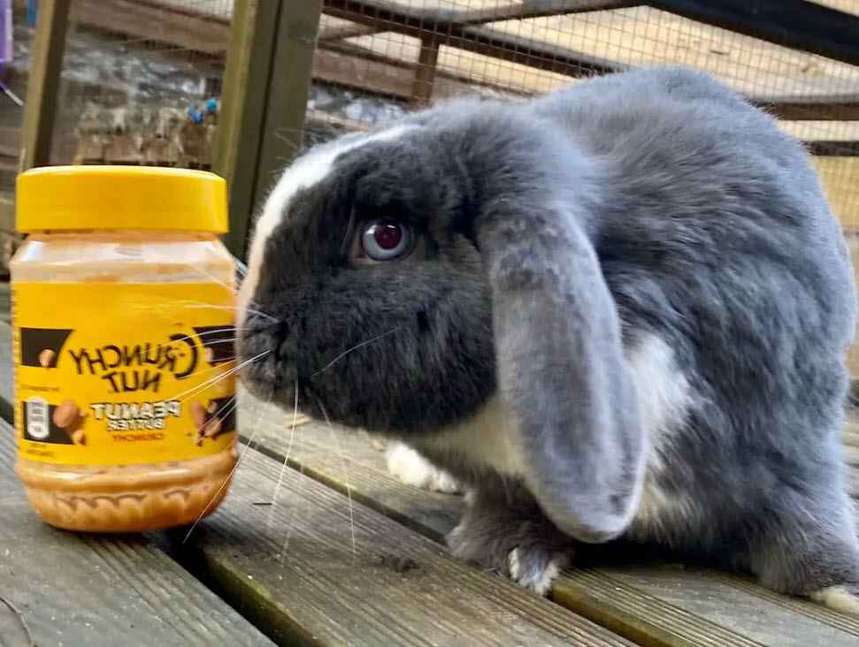 Can Rabbits Have Peanuts Butter Safely