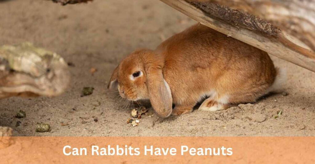 Can rabbits have peanuts