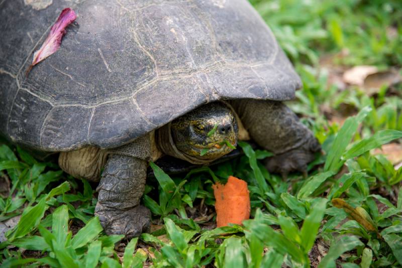 Can Sulcata Tortoises Eat Carrots Every Day