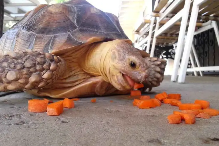 Can Sulcata Tortoises Eat Carrots 