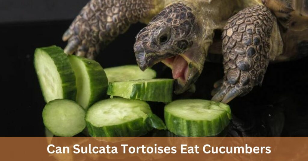 Can Sulcata Tortoises Eat Cucumbers