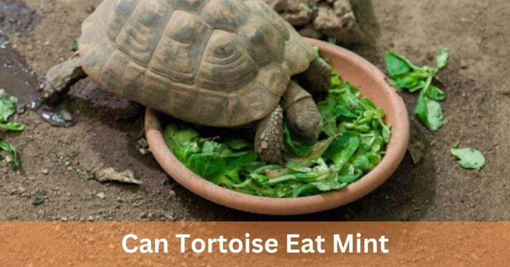 Can Tortoise Eat Mint