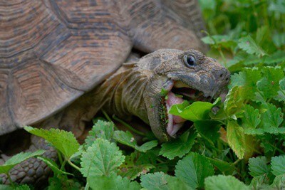 Can Tortoise Eat Mint