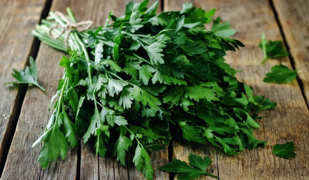 Can Tortoises Eat Parsley Every Day