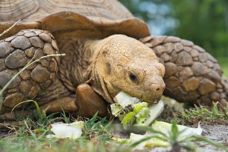 Expert Insights On Mint Consumption Of Tortoises