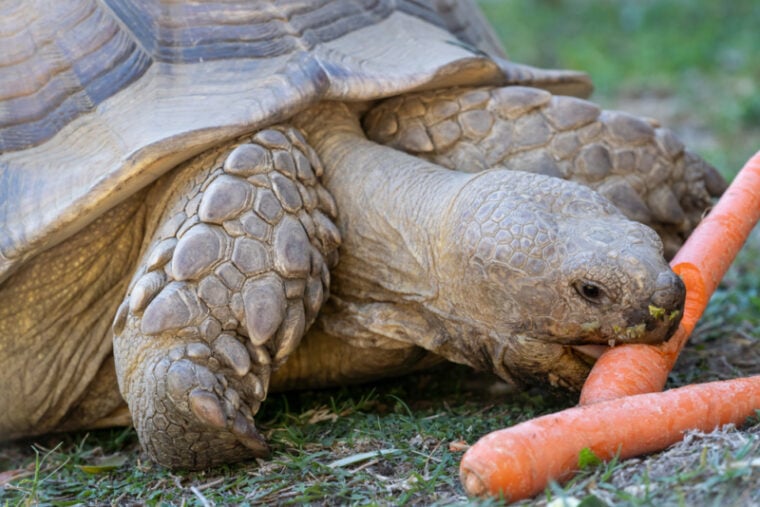 Feeding Carrots To Sulcata Tortoises