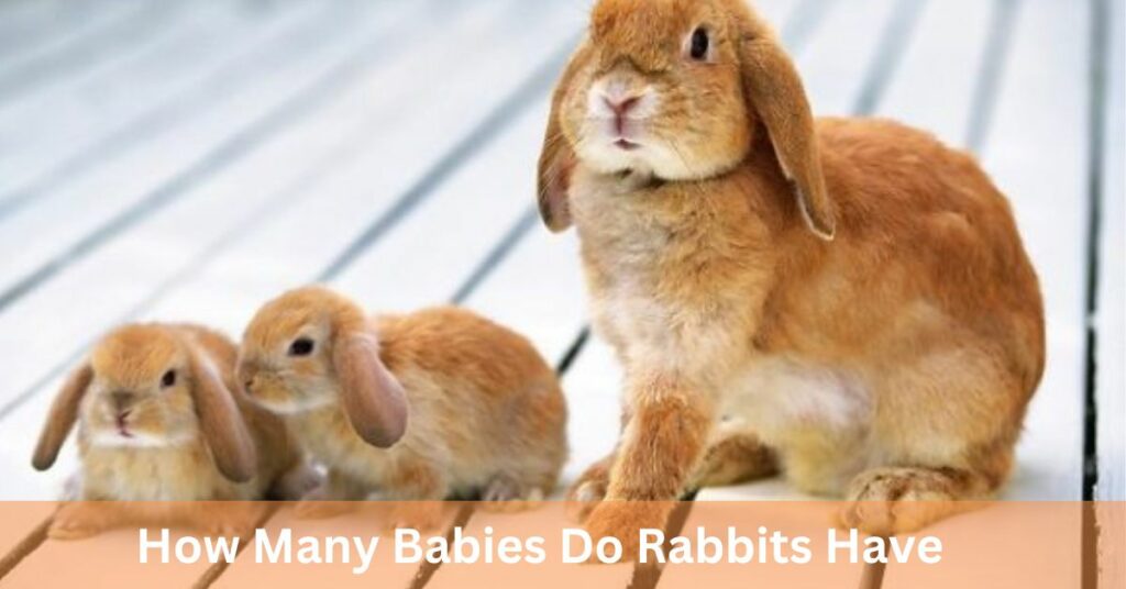 How Many Babies Do Rabbits Have