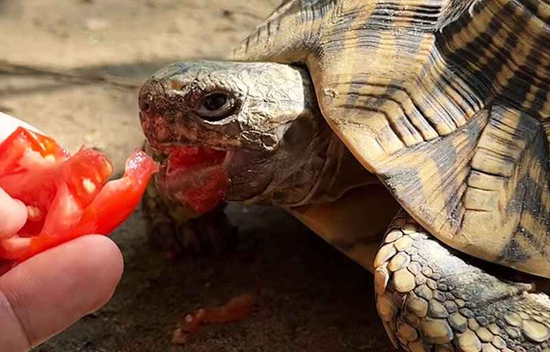 How Often Can Tortoises Eat Tomatoes