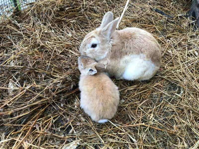 Is It Safe To Feed Kiwi To Baby Rabbits