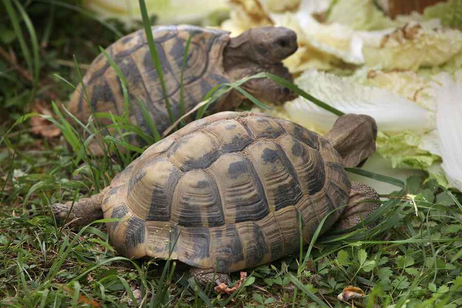 Is Parsley Safe For Tortoises