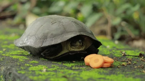 Pros And Cons Of Feeding Carrots To Tortoises