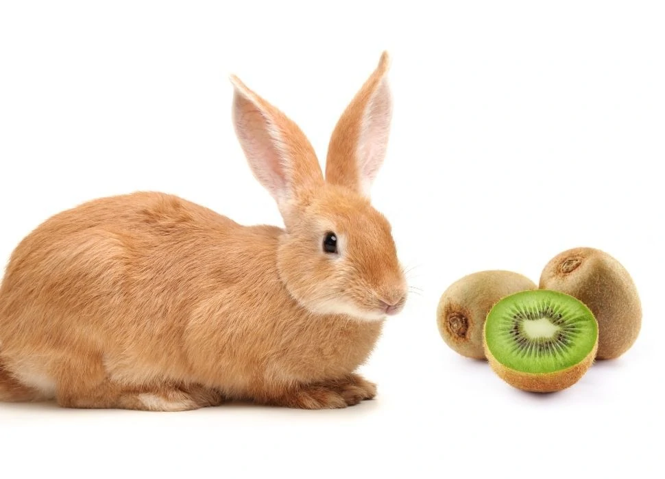 Risks Associated With Feeding Kiwi To Rabbits 