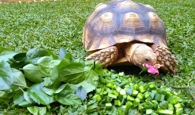 Understanding The Sulcata Tortoise Diet