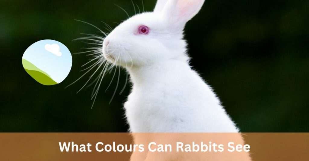 What Colours Can Rabbits See