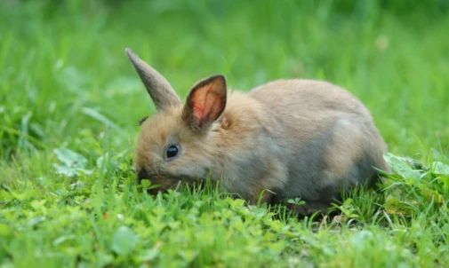 Benefits Of Feeding Weeds To Rabbits