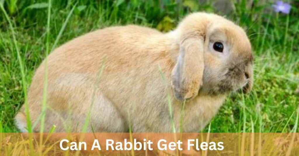 Can A Rabbit Get Fleas