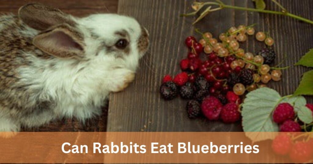 Can Rabbits Eat Blueberries