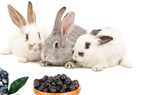 Can Rabbits Eat Blueberries