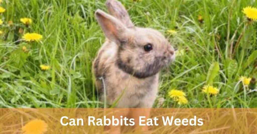 Can Rabbits Eat Weeds