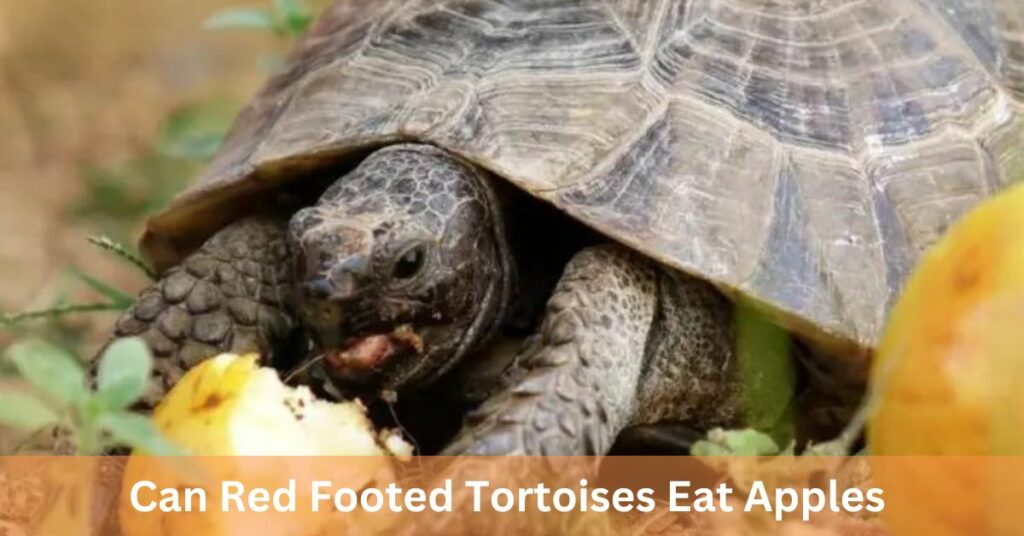 Can Red Footed Tortoises Eat Apples