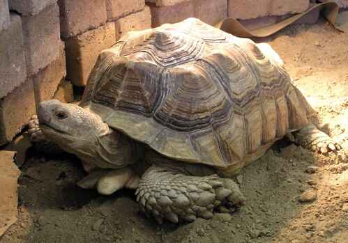 Factors Triggering Hibernation For Tortoise