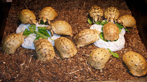 Greek Tortoise 