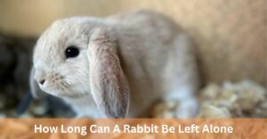 How Long Can A Rabbit Be Left Alone