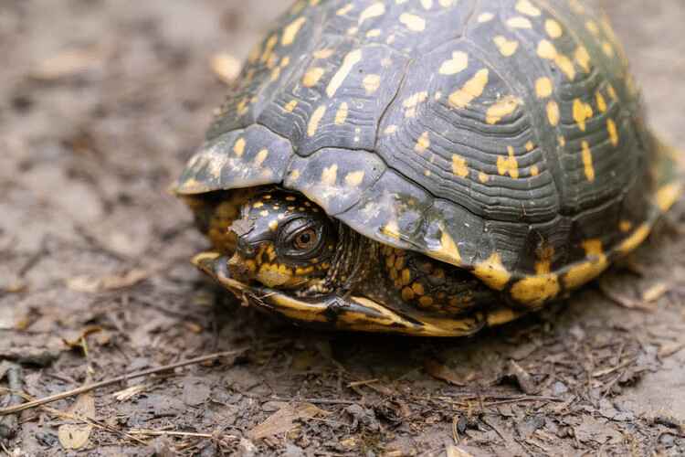 How Long Do Tortoises Hibernate