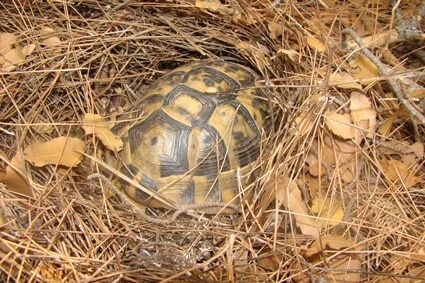 How Tortoise Hibernate