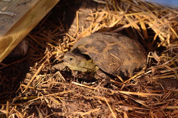 How Tortoises Prepare For Hibernation