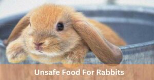 Unsafe Food For Rabbits