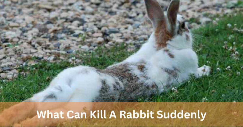 What Can Kill A Rabbit Suddenly