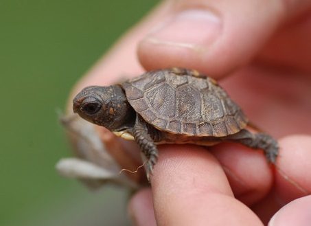 What Defines A Small Tortoise