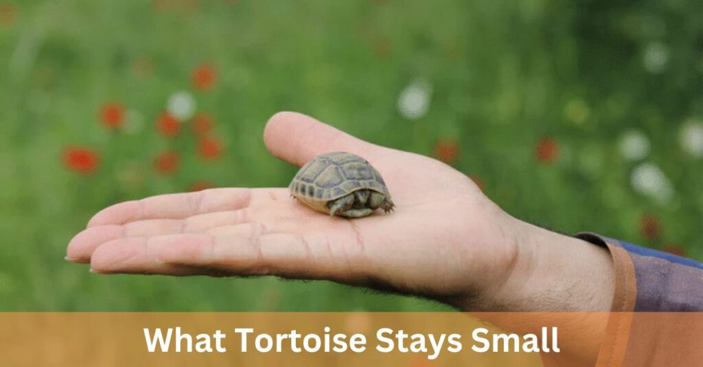 What Tortoise Stays Small