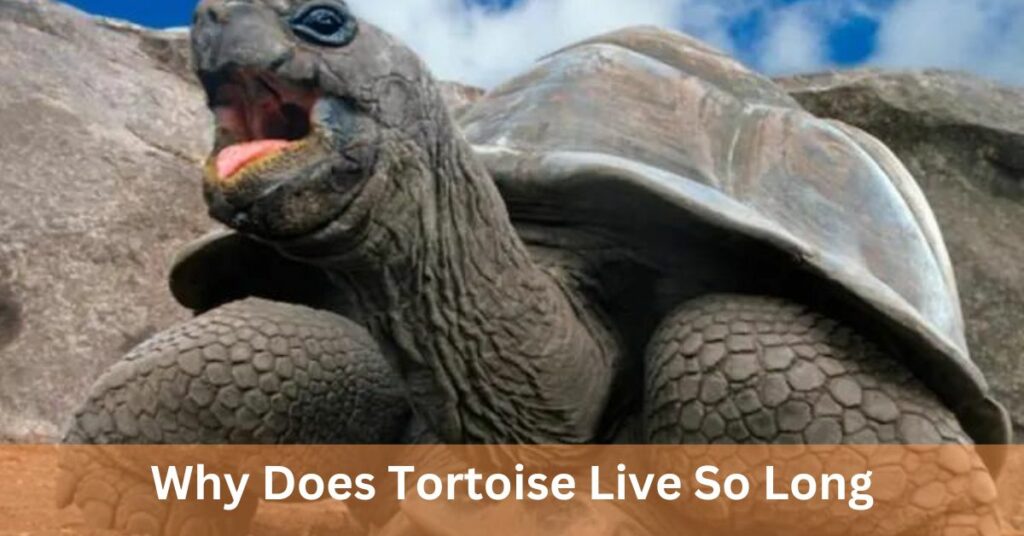 Why Does Tortoise Live So Long