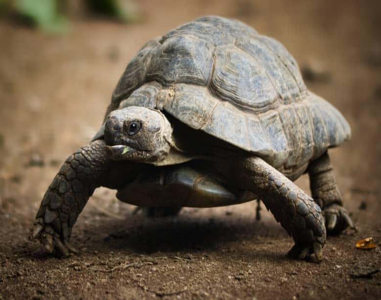 Why Does Tortoise Live So Long