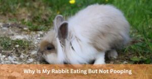 Why Is My Rabbit Eating But Not Pooping