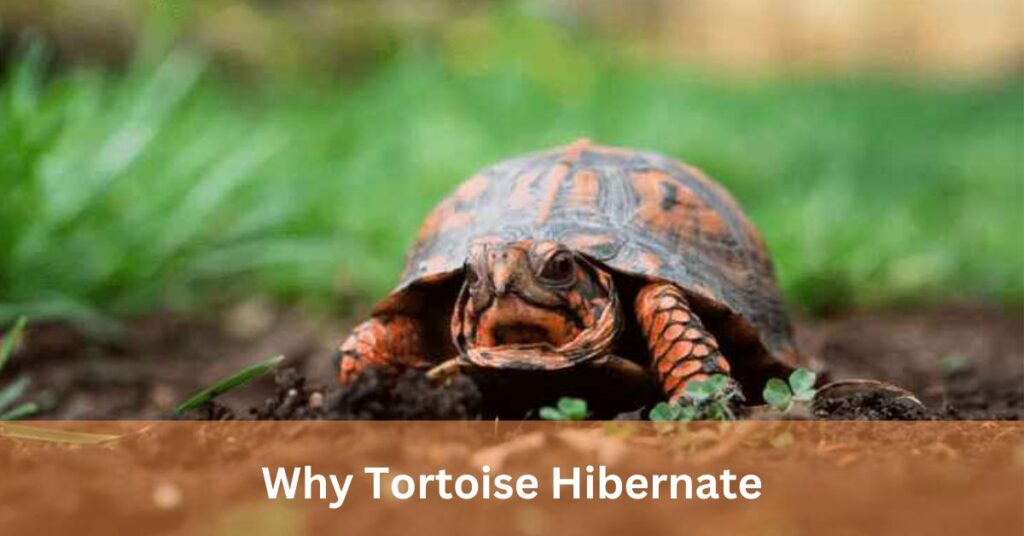 Why Tortoise Hibernate