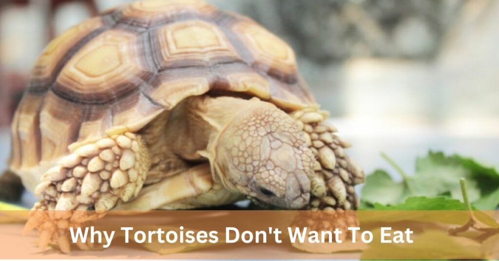 Why Tortoises Don't Want To Eat