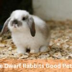 Are Dwarf Rabbits Good Pets? – Users Guide!