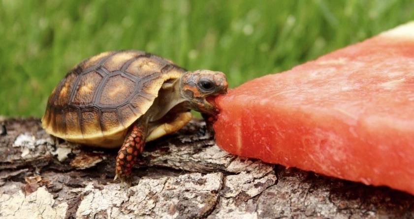Benefits Of Watermelon For Tortoises